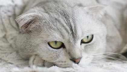 新葡京集团-卡塔尔世界杯第四座新球场启用 哈维率队先捧一冠